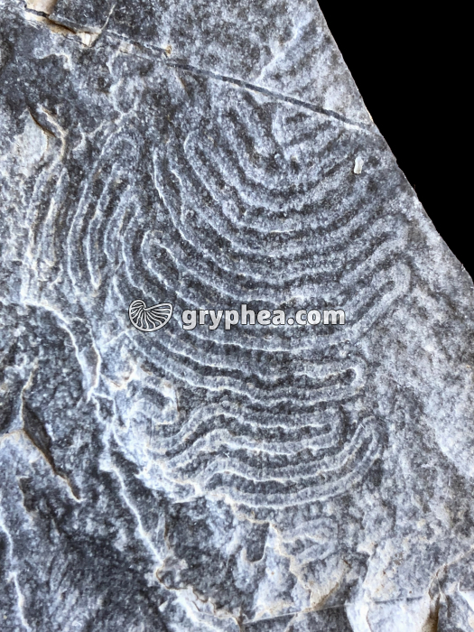 Helmintoïdes (traces de vie dans un flysch - détail)  - gryphea.org